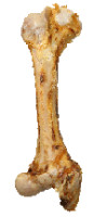 Hond Snacks Pro Jumbo Bot 1 Stuk Anifit
